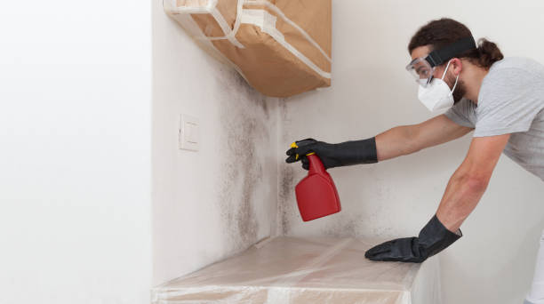 Professional Basement Mold Remediation technician working in Arlington, MA