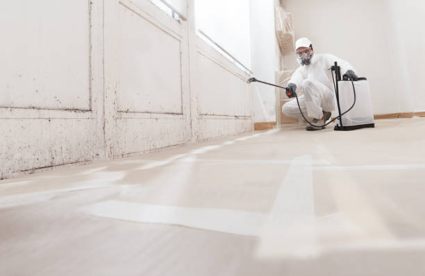 24/7 Emergency Basement Mold Remediation experts in Arlington, MA