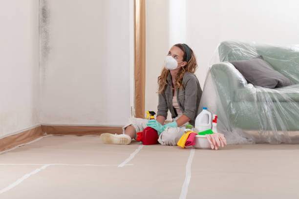 Reliable Basement Mold Remediation contractor in Arlington, MA by Mold Remediation HQ